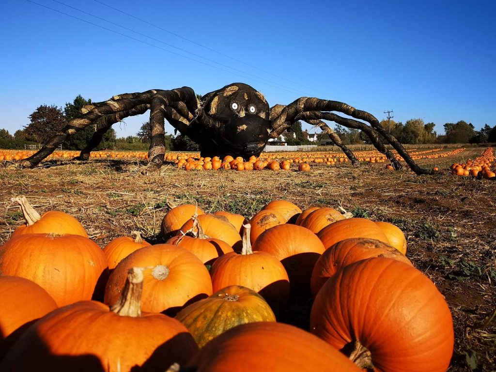 Pumpkins By Night at Millets Farm&nbsp;Abingdon