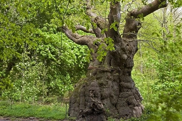 Visit Big Belly Oak – Wiltshires Oldest Tree