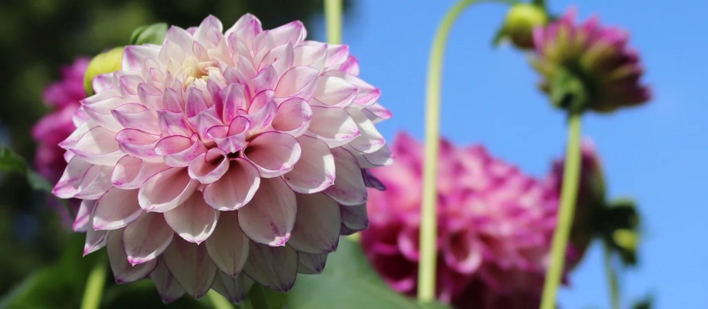 Lechlade Garden Club next meet – March&nbsp;13th