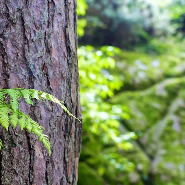 South Swindon Green&nbsp;Trail