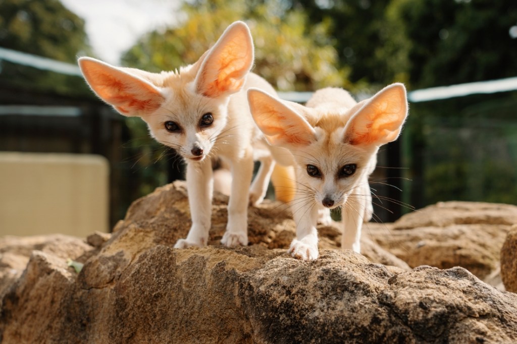 Adorable Fennec fox kits thriving at&nbsp;Longleat