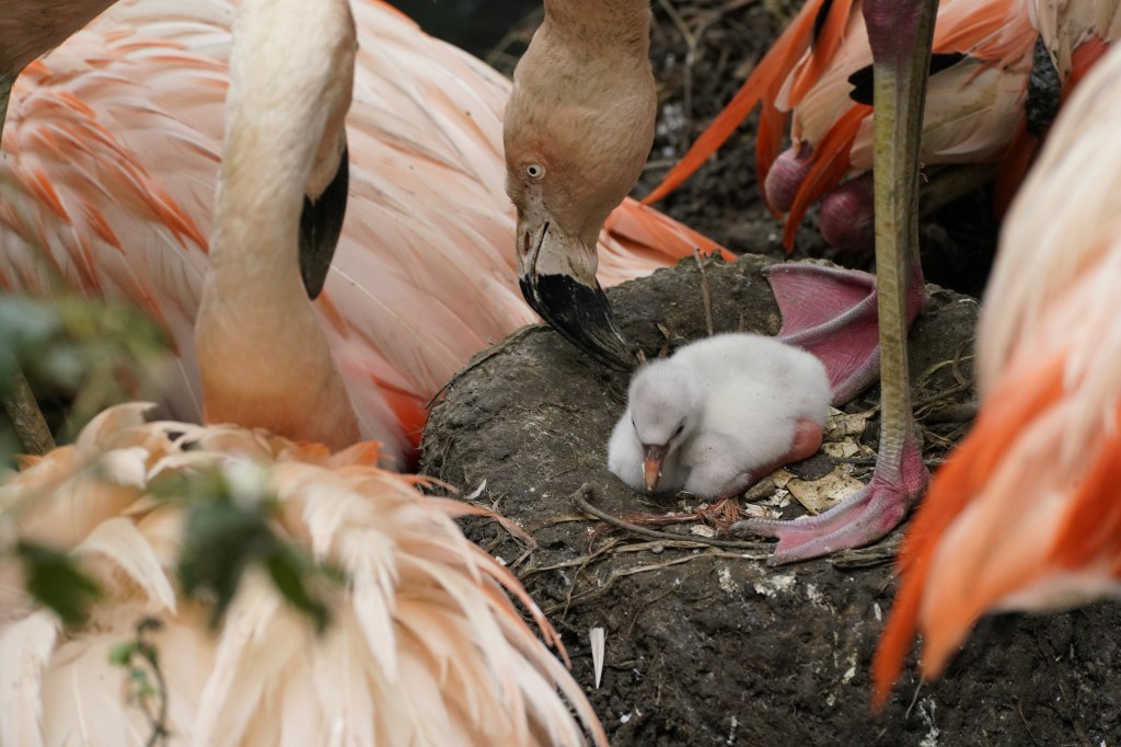 All White Flamingo Chicks Will Soon Be In The&nbsp;Pink