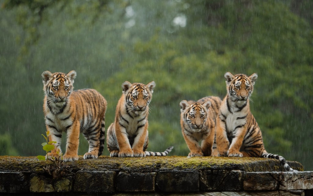 Rain Doesn’t Stop Play as Rare Tiger Cubs Explore 10 Hectare Home at Longleat for First&nbsp;Time
