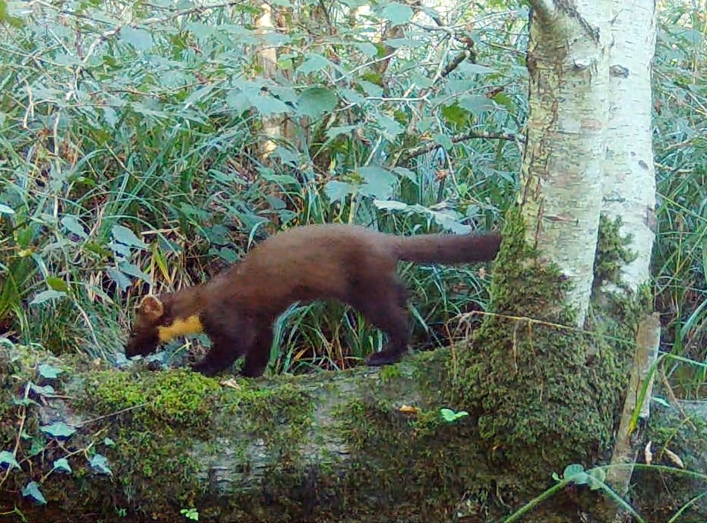 Wild Pine Marten caught on video for first time at&nbsp;Longleat