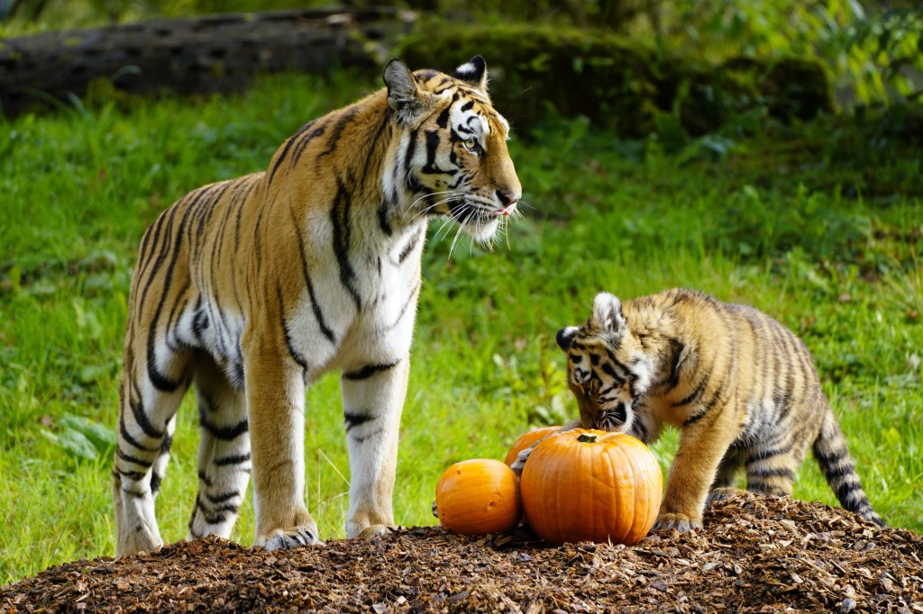 Trick or Treat? Tiger mum Yana checks out the pumpkins before her four rare Amur cubs are able to tuck into the Autumn&nbsp;feast