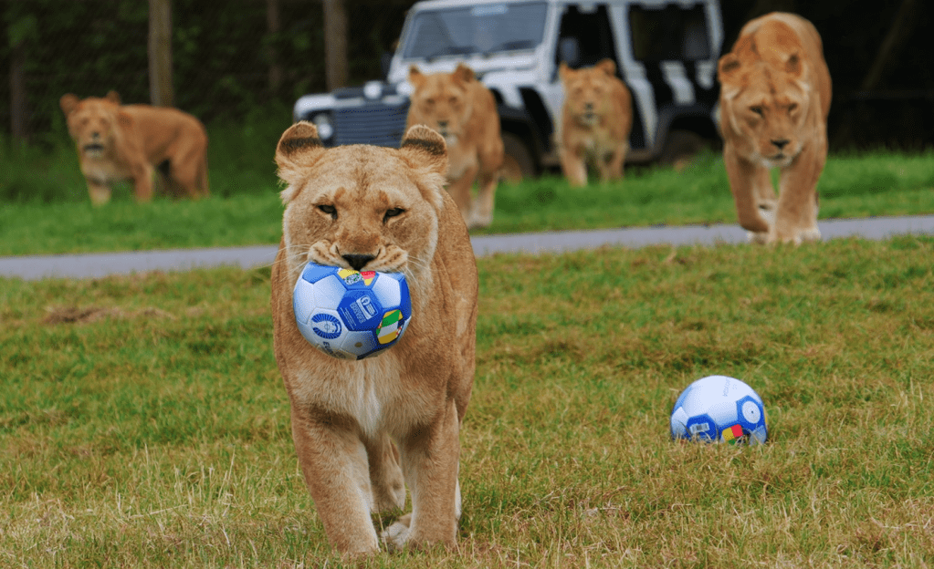 Take a look back on Longleat’s 2024