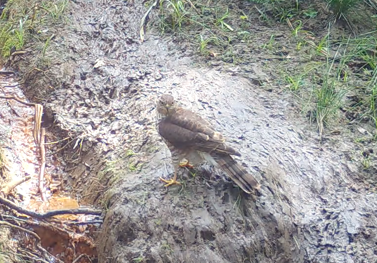 15 Rare Birds Spotted at Longleat&nbsp;Birdwatch
