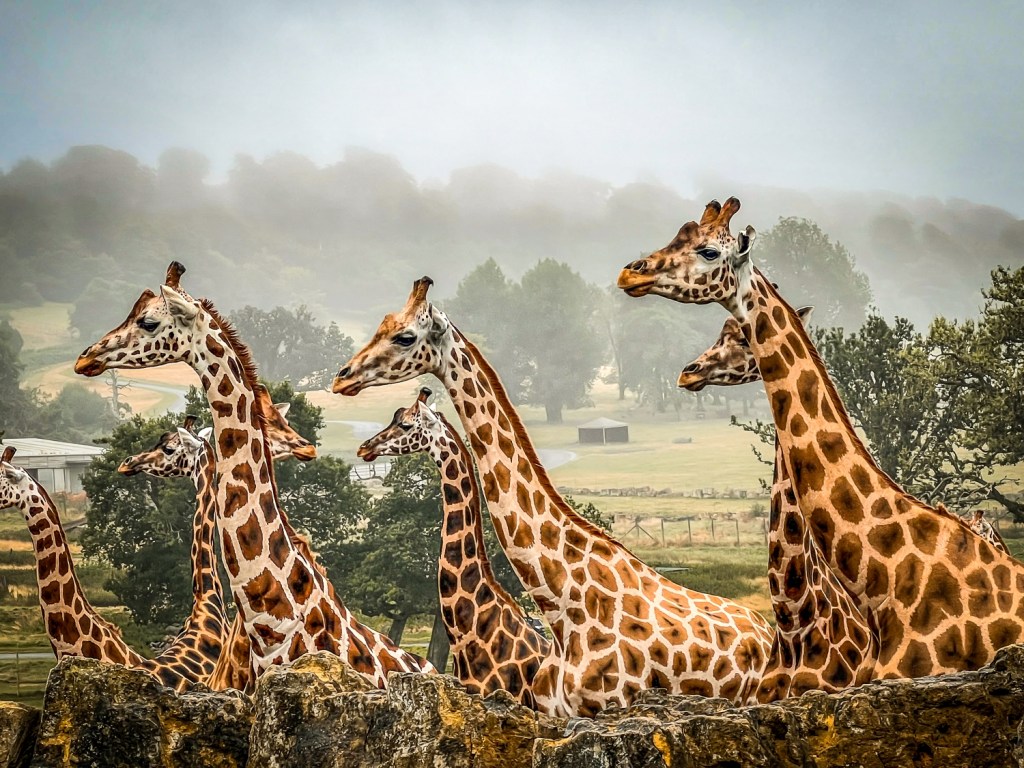 Emily’s date with destiny as giraffe photo picked for Longleat&nbsp;calendar