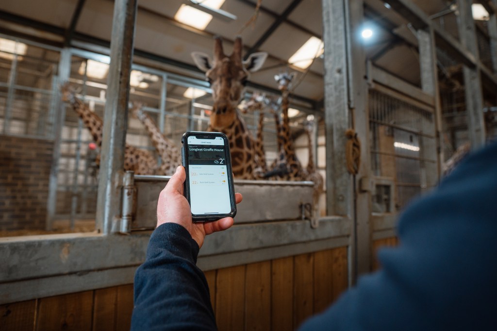 High excitement as Longleat Giraffery gets smart sustainable heating&nbsp;system