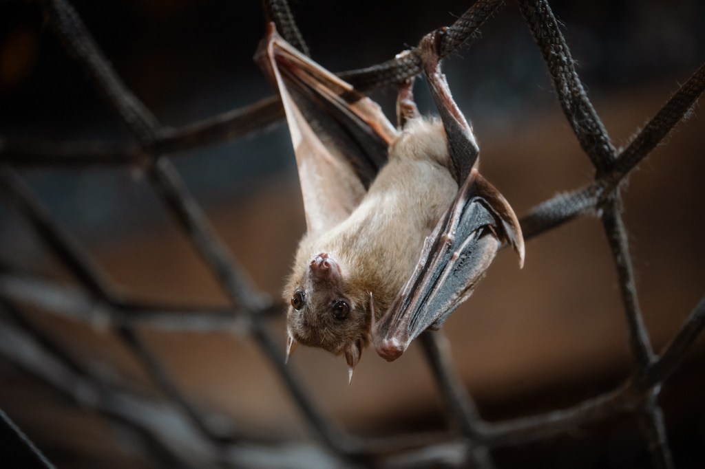 Longleat’s much-loved Bat Cave re-opens its doors at the Wiltshire&nbsp;estate