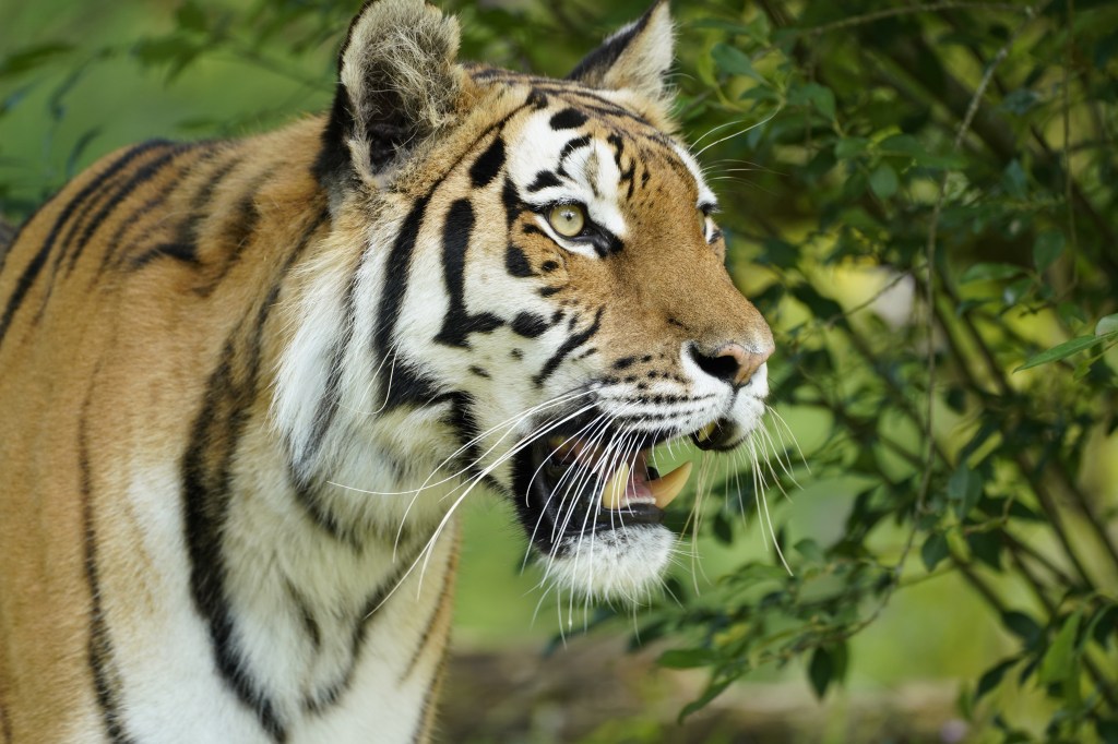 Longleat’s Amur Tiger Yuki Begins New Chapter at Knowsley Safari as Part of European Breeding Programme for the Endangered big&nbsp;cats