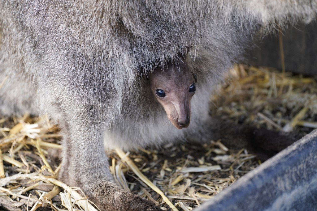 Hoppy Mother’s Day, as wallaby joey springs a&nbsp;surprise
