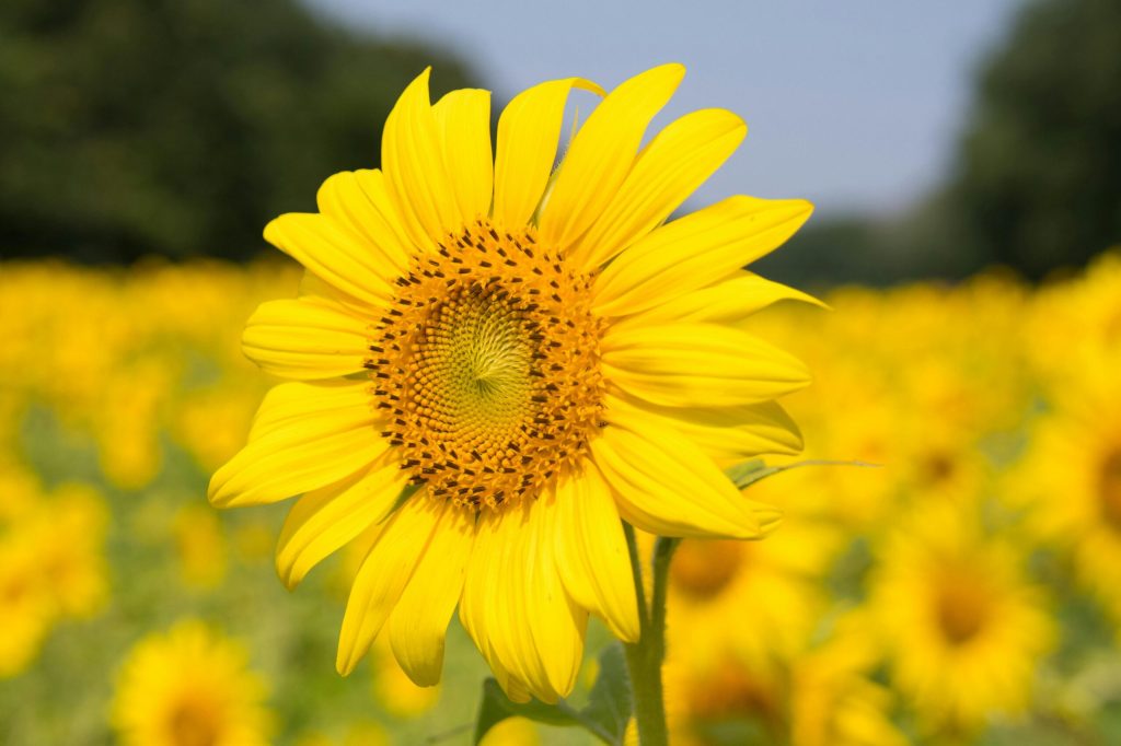 Growing Sunflowers at Lydiard&nbsp;Park