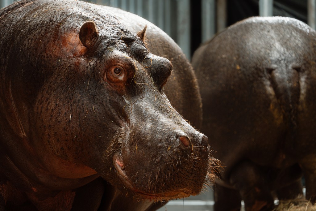 Longleat bury hippo house time capsule for ‘people of the&nbsp;future’