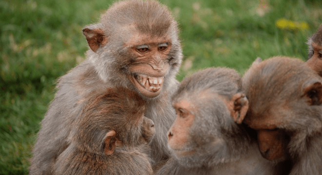 Longleat named as one of the worlds happiest&nbsp;places