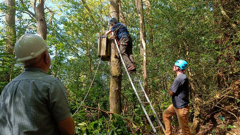 Longleat Pine Marten Project Shortlisted for National Wildlife Restoration&nbsp;Award