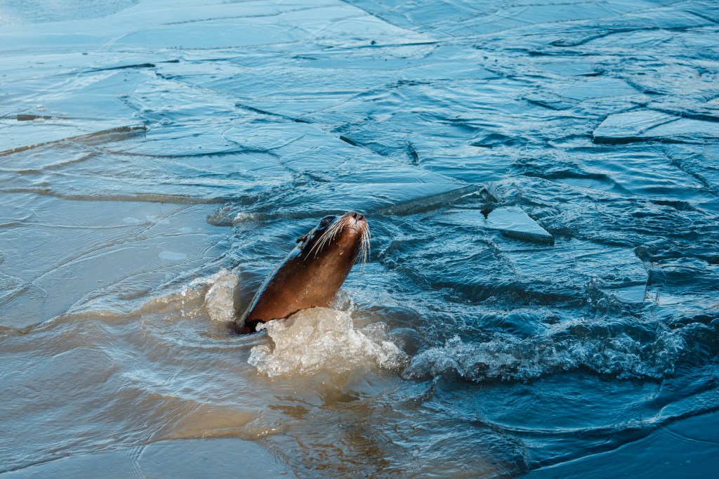 Longleat’s Sea Lions Enjoy Wintry dip Among ‘Chiming’ Blocks of&nbsp;ice