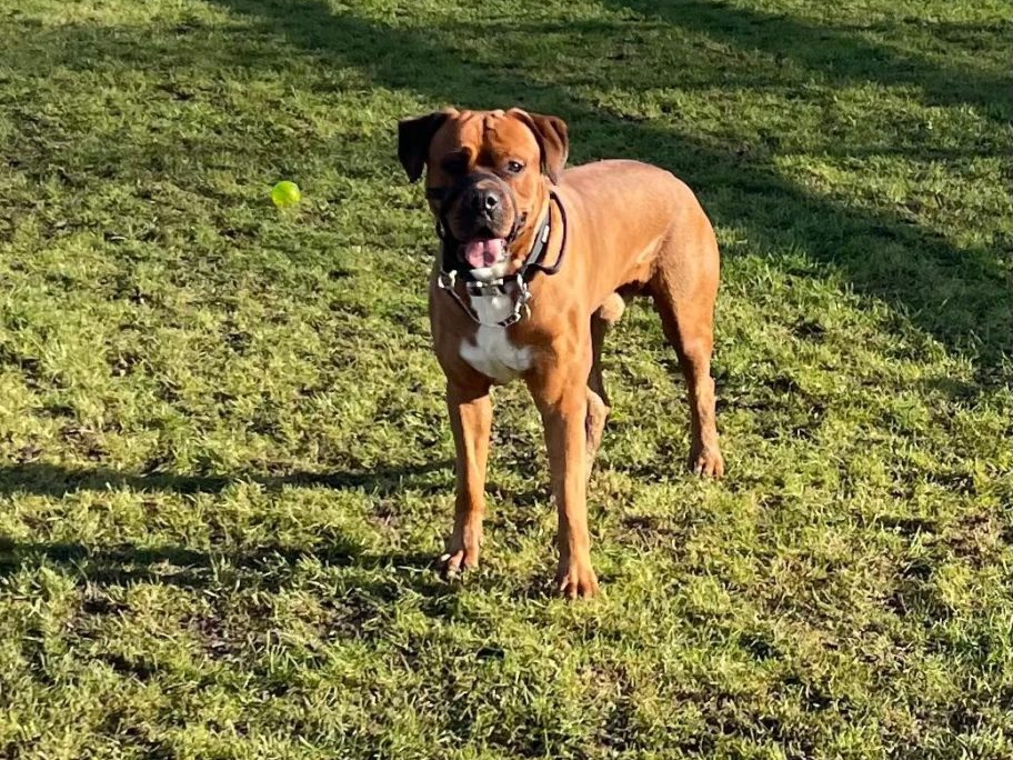 New Community Dog Park at Goodearl&nbsp;Field