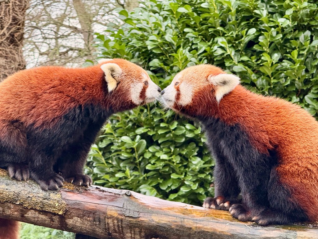 When Neo met Maya… It looks like love is in the air at Longleat as Valentine’s Day&nbsp;approaches