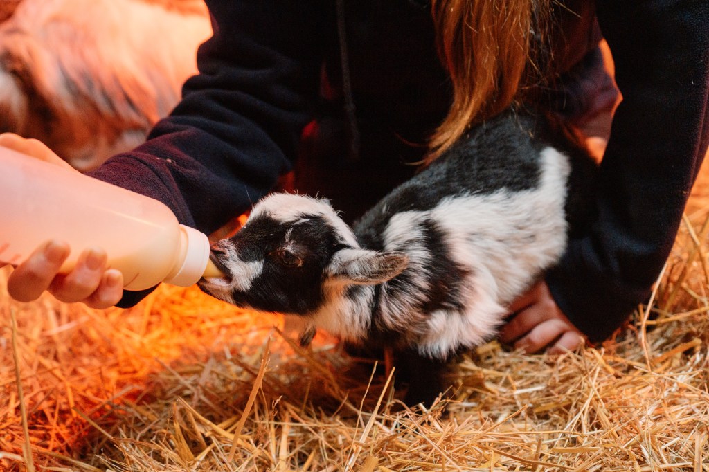 Longleat see’s the arrival of two pygmy goat&nbsp;kids