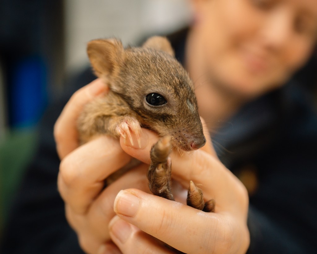 New Arrival Being Hand-reared by Keepers is a First for Longleat