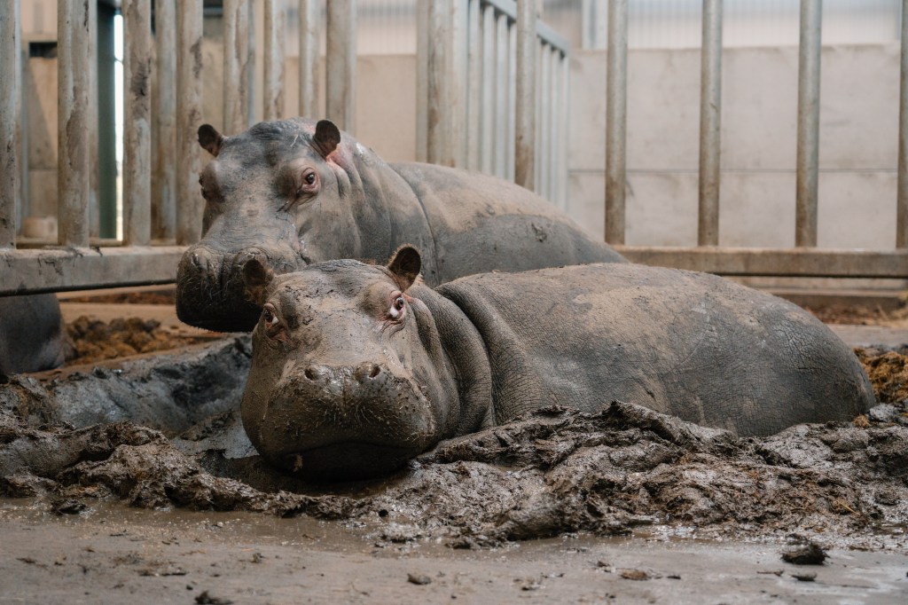 Longleat’s pod of hippos are celebrating their first World Hippo Day