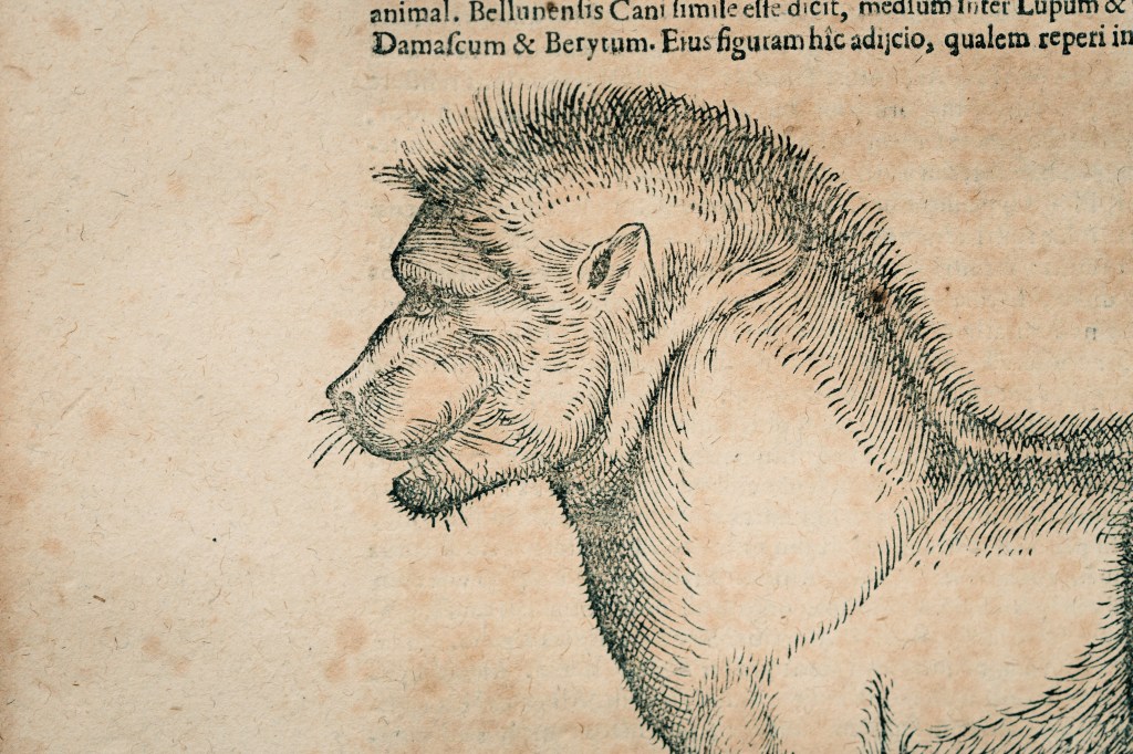 Man-tigers and kangaroos: The Longleat menageries