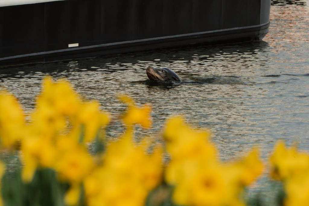 Longleat Sea Lions Bark a Welcome to&nbsp;Spring