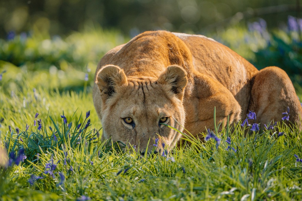 Only in Wiltshire can you spot African lions prowling through a sea of bluebells in&nbsp;spring.