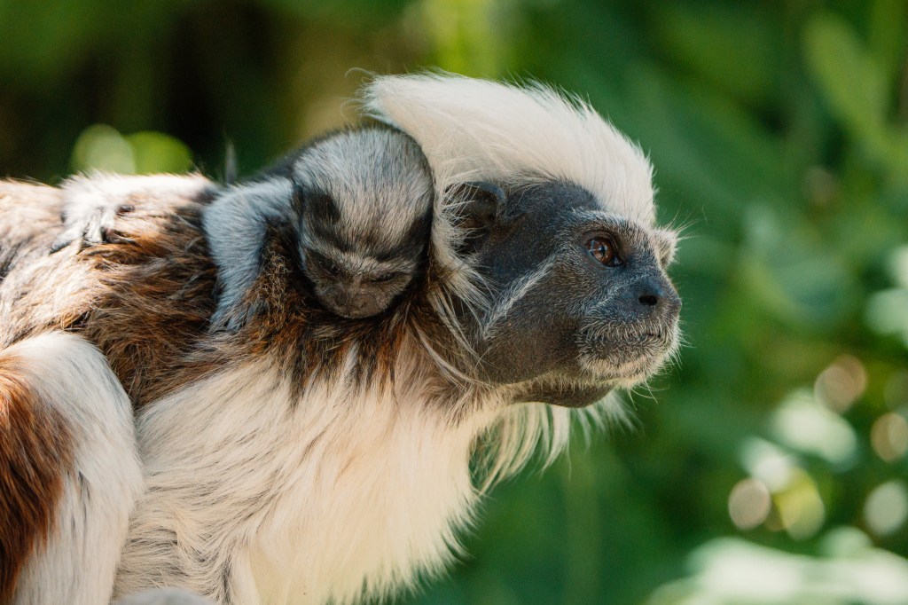 A tiny endangered arrival at&nbsp;Longleat