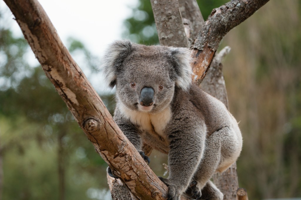 From Chelsea to Koala Creek: Longleat to Rehome Australian Show Garden After RHS Chelsea Flower&nbsp;Show