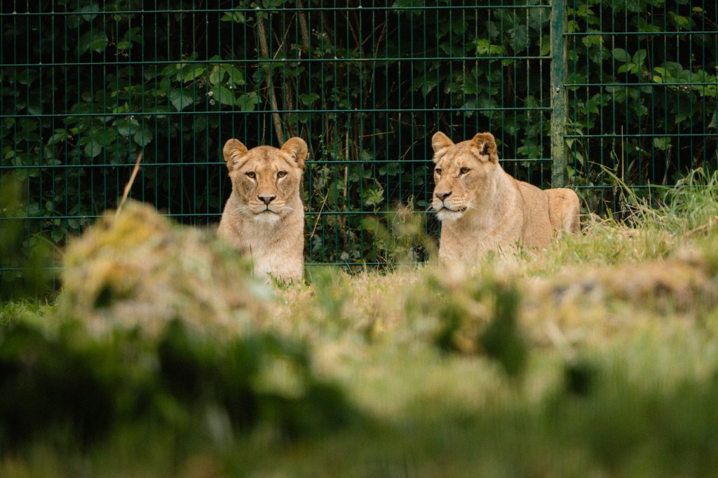 Longleat celebrate 60 years since lions were introduced to the Wiltshire&nbsp;countryside