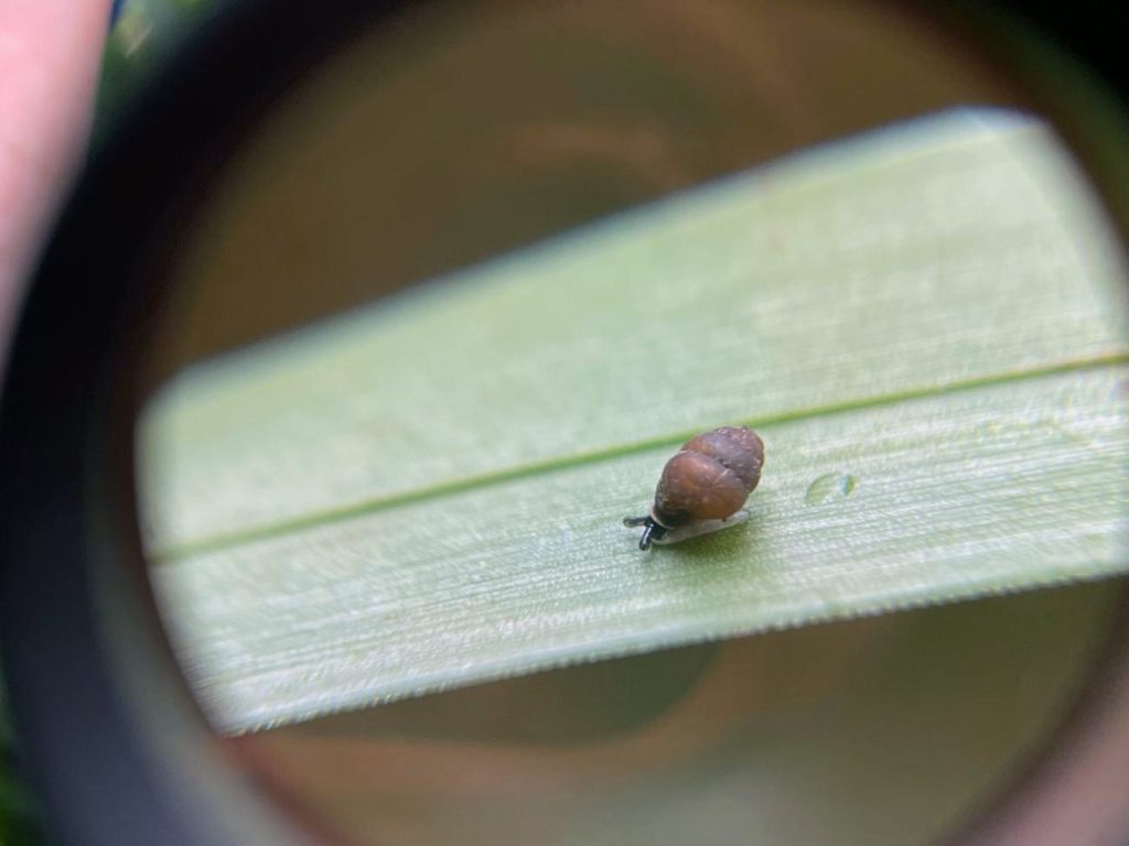 Longleat in bid to help safeguard future of one of Britain’s rarest snails