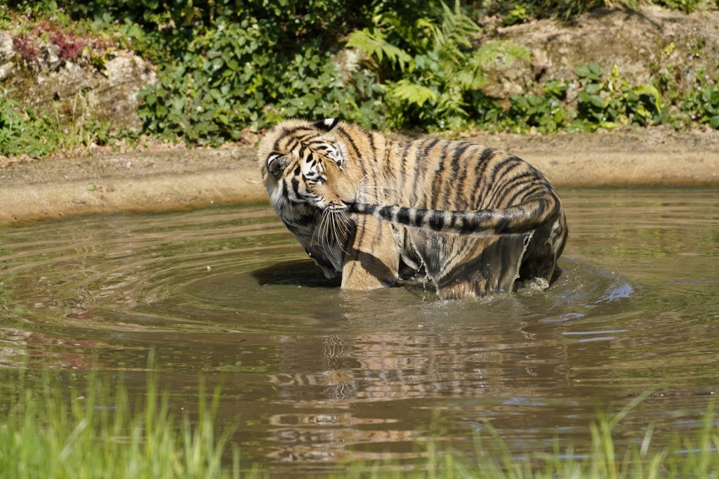 Rare Tiger Set to Make Move From Longleat to Woburn Safari&nbsp;Park
