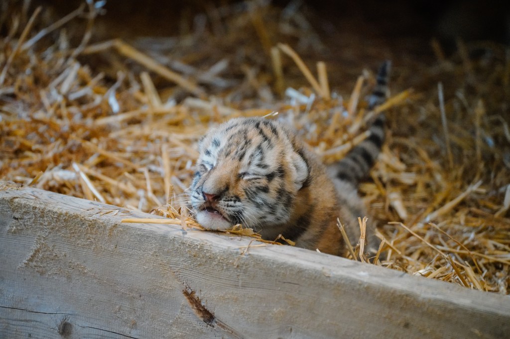 Longleat Celebrates International Tiger Day With Twin Cubs&nbsp;Announcement