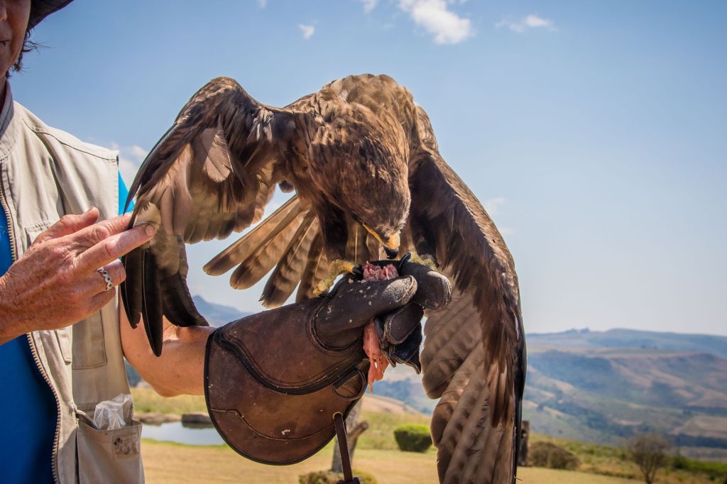 Birds of Prey returns to Lydiard&nbsp;Park