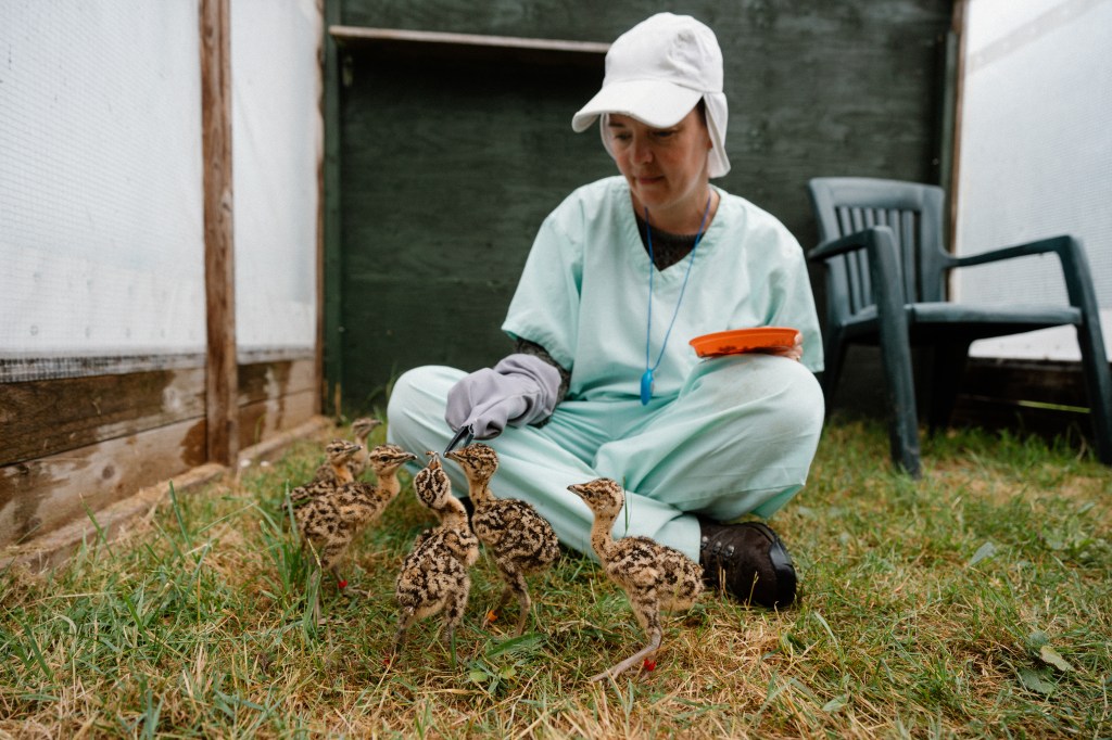 Longleat steps up support for Wiltshire County bird project