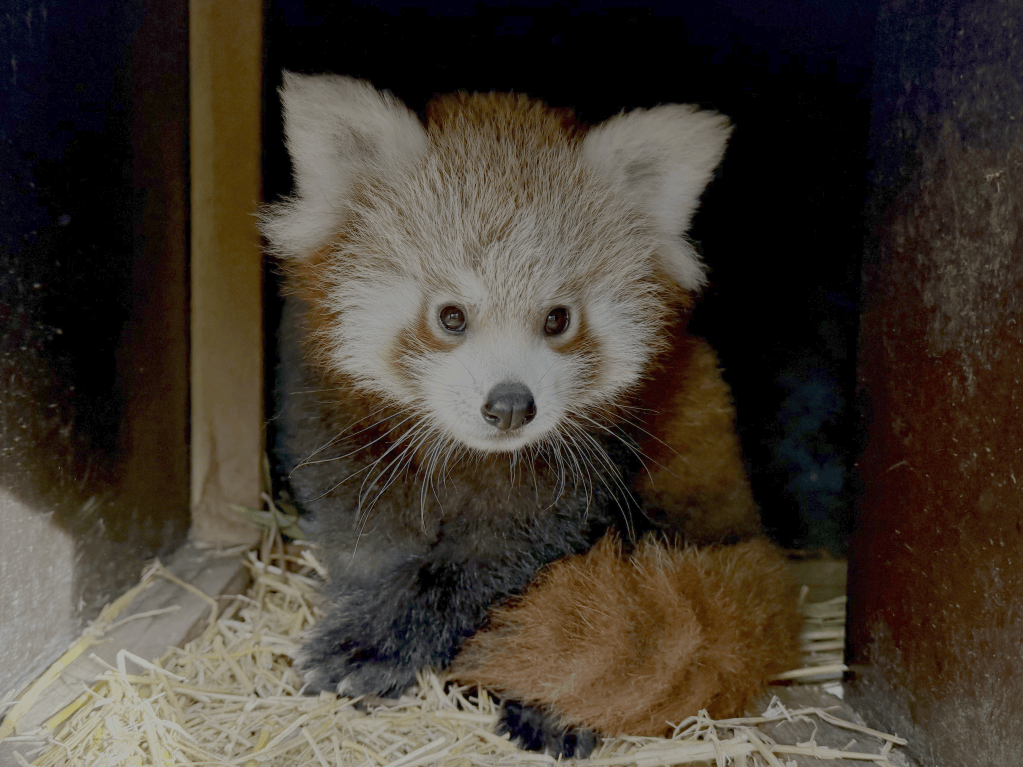 Longleat’s Little Ray of Sunshine Brings Cheer to Gloomy Autumn&nbsp;Days