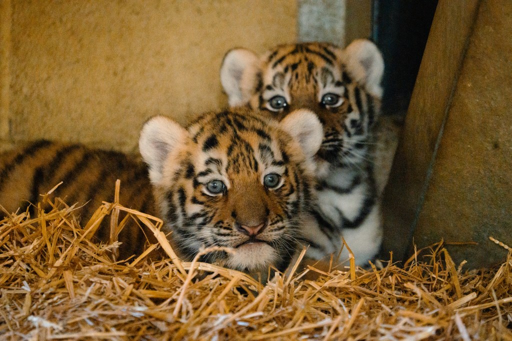 First Christmas for Longleat’s Newest Arrivals